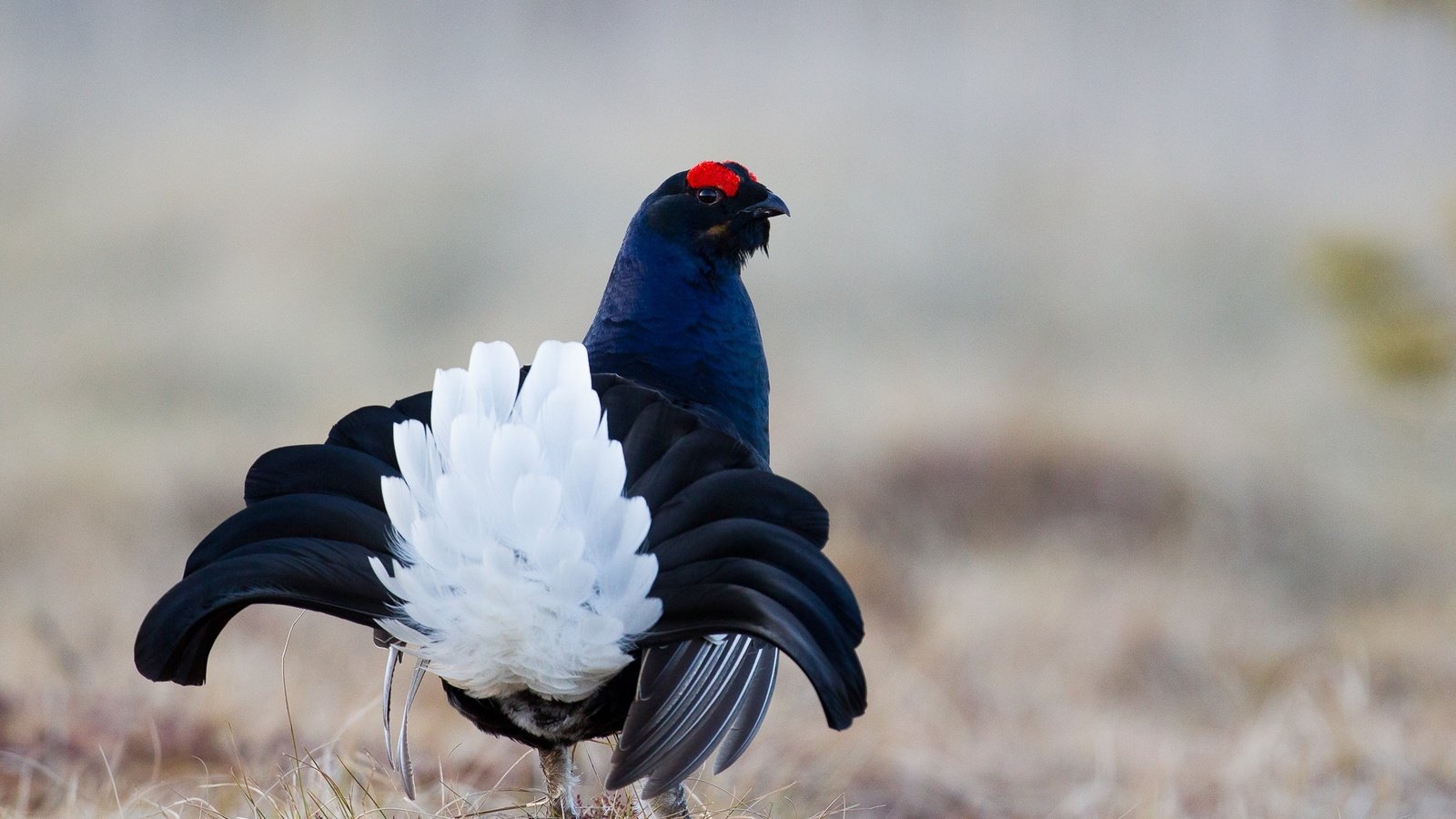 Обои птица, перья, окрас, хвост, тетерев, bird, feathers, color, tail, grouse разрешение 2000x1333 Загрузить