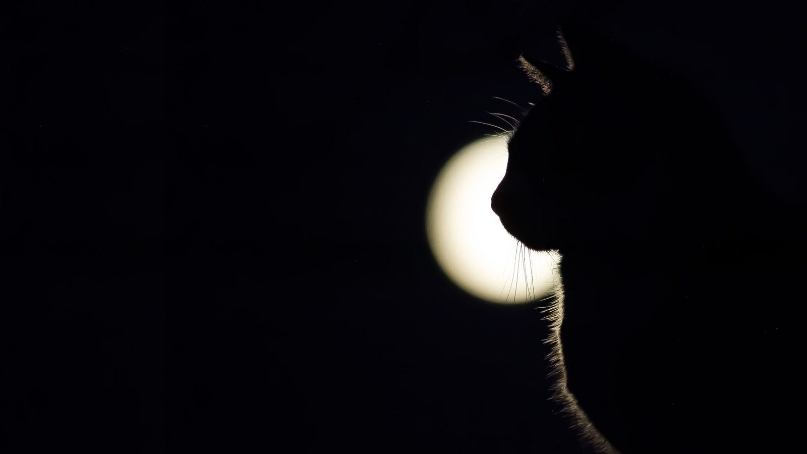 Обои свет, кот, мордочка, кошка, взгляд, тень, профиль, light, cat, muzzle, look, shadow, profile разрешение 2048x1269 Загрузить