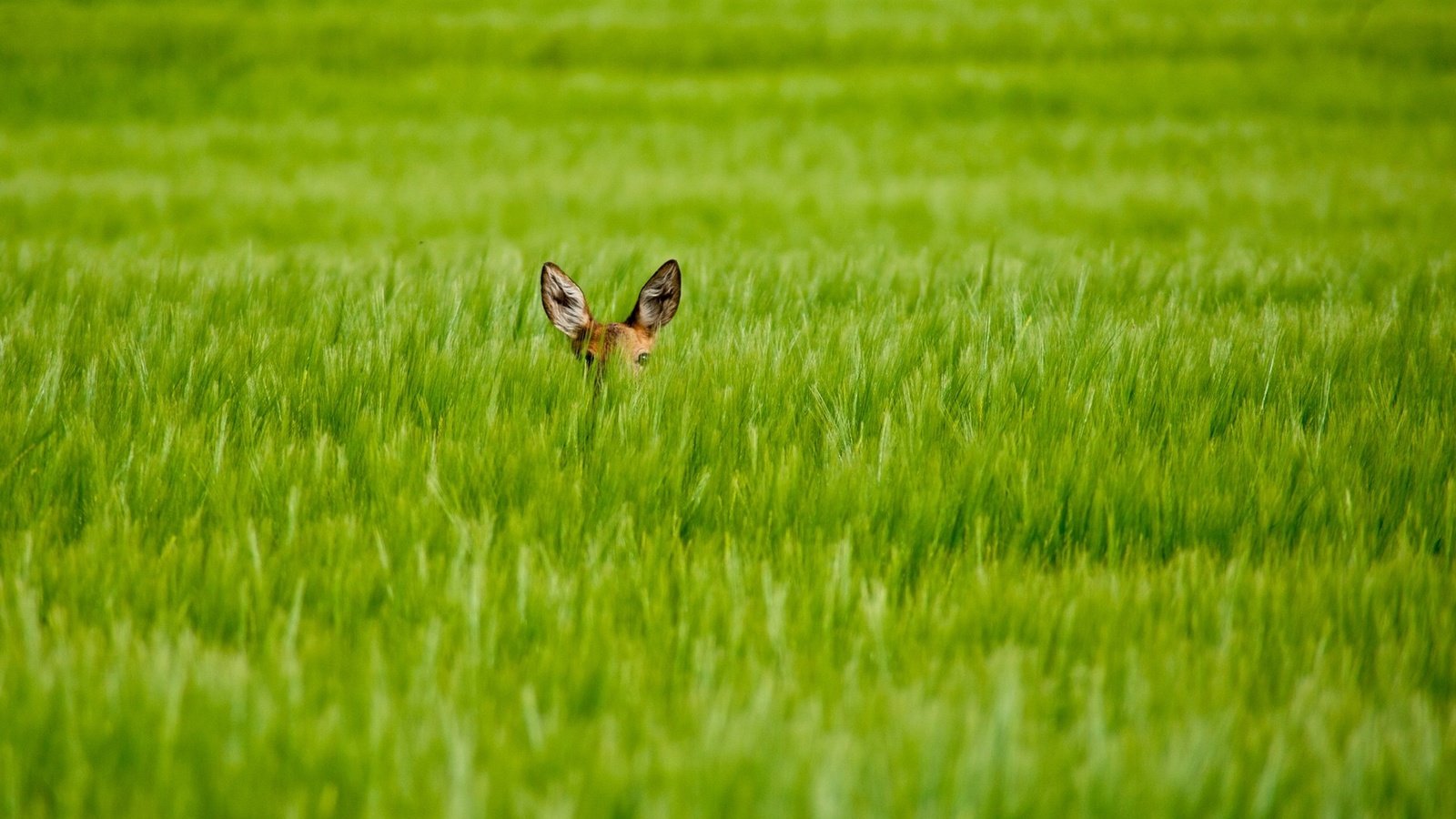 Обои трава, олень, взгляд, размытость, уши, олененок, grass, deer, look, blur, ears, fawn разрешение 1920x1200 Загрузить