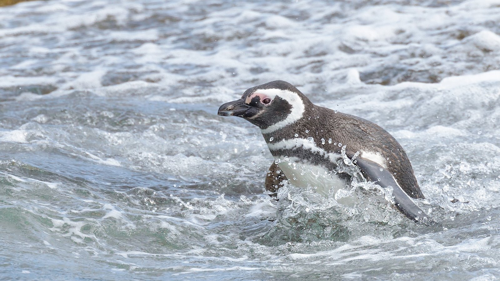 Обои вода, море, птица, пингвин, магелланов пингвин, water, sea, bird, penguin, magellanic penguin разрешение 2591x1730 Загрузить