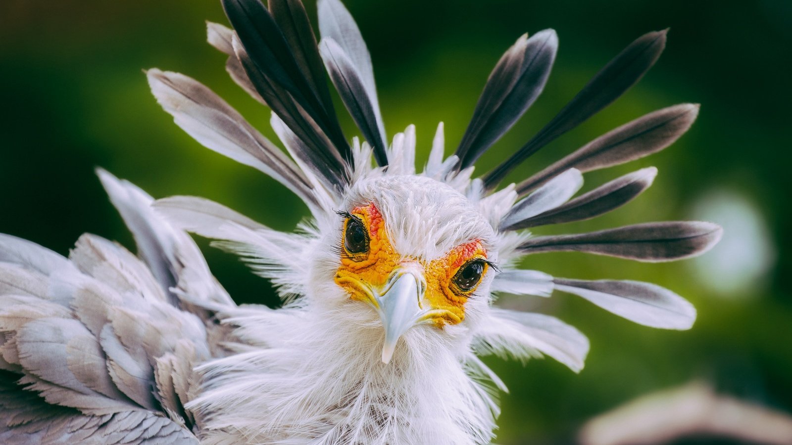 Обои взгляд, птица, клюв, перья, птица-секретарь, look, bird, beak, feathers, secretary bird разрешение 2048x1362 Загрузить