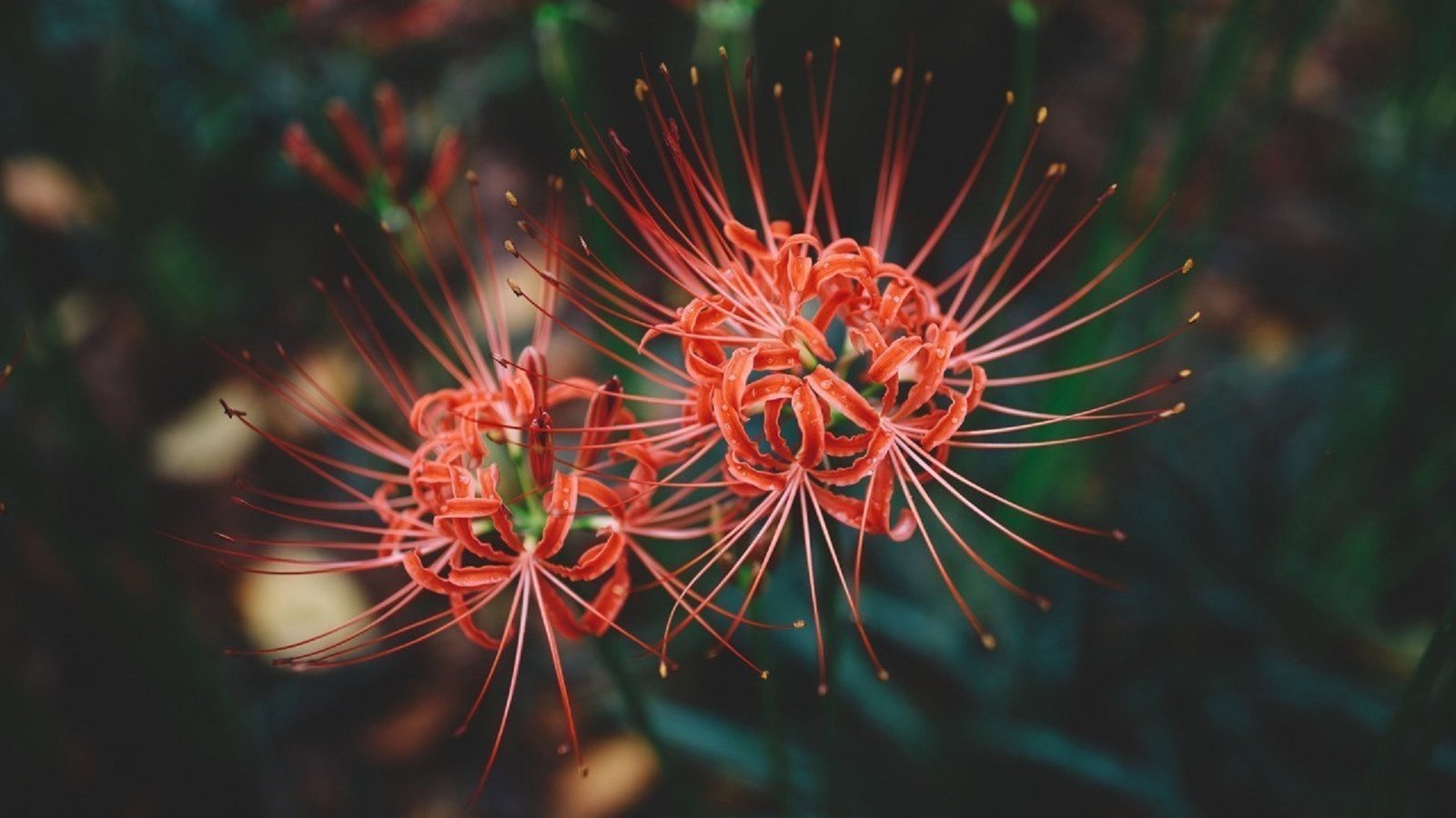 Обои цветы, цветение, макро, лепестки, красные, пестики, амариллис, cluster amaryllis, flowers, flowering, macro, petals, red, pistils, amaryllis разрешение 1920x1279 Загрузить