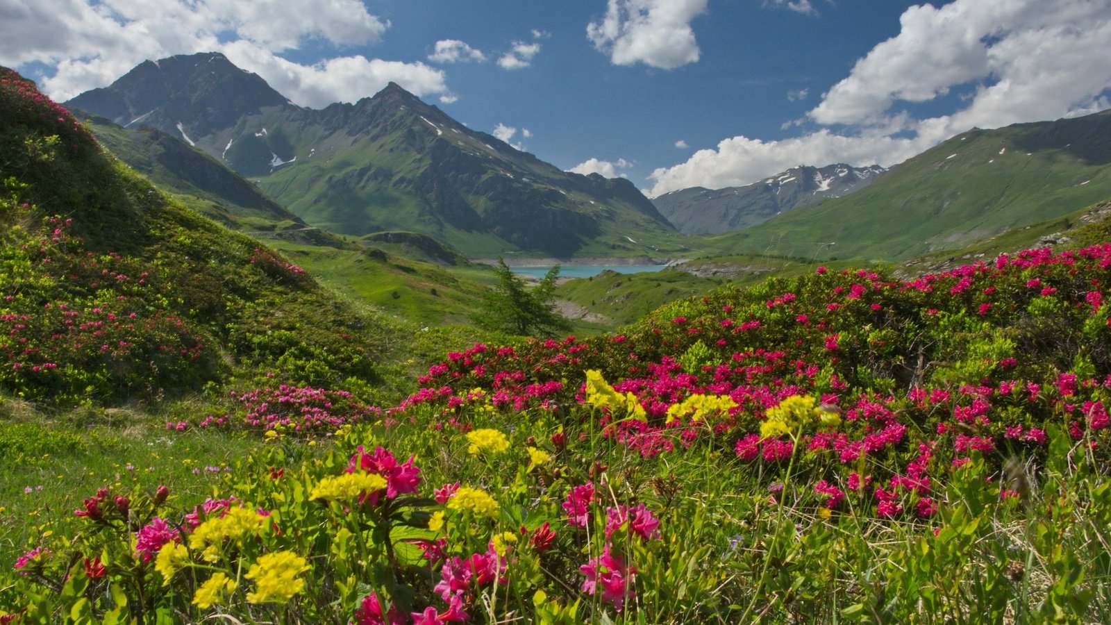 Обои небо, рододендроны, цветы, савойя, облака, mont cenis, haute-maurienne, озеро, горы, франция, плато, альпы, the sky, rhododendrons, flowers, savoie, clouds, lake, mountains, france, plateau, alps разрешение 3400x2170 Загрузить