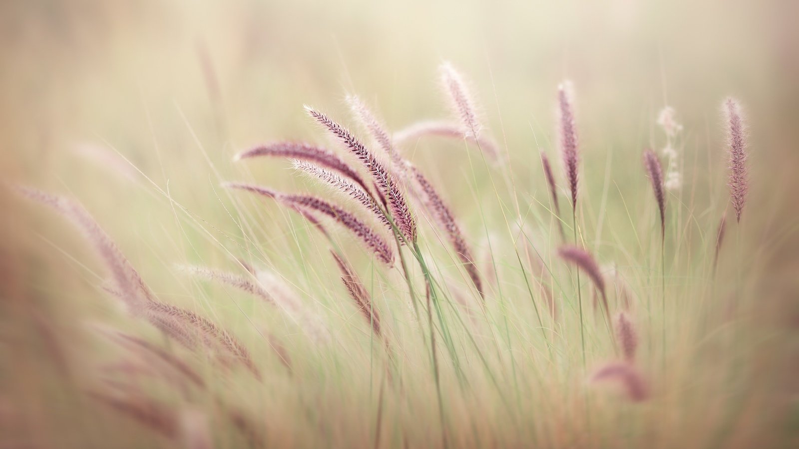 Обои трава, природа, макро, поле, размытость, колоски, grass, nature, macro, field, blur, spikelets разрешение 3000x2000 Загрузить