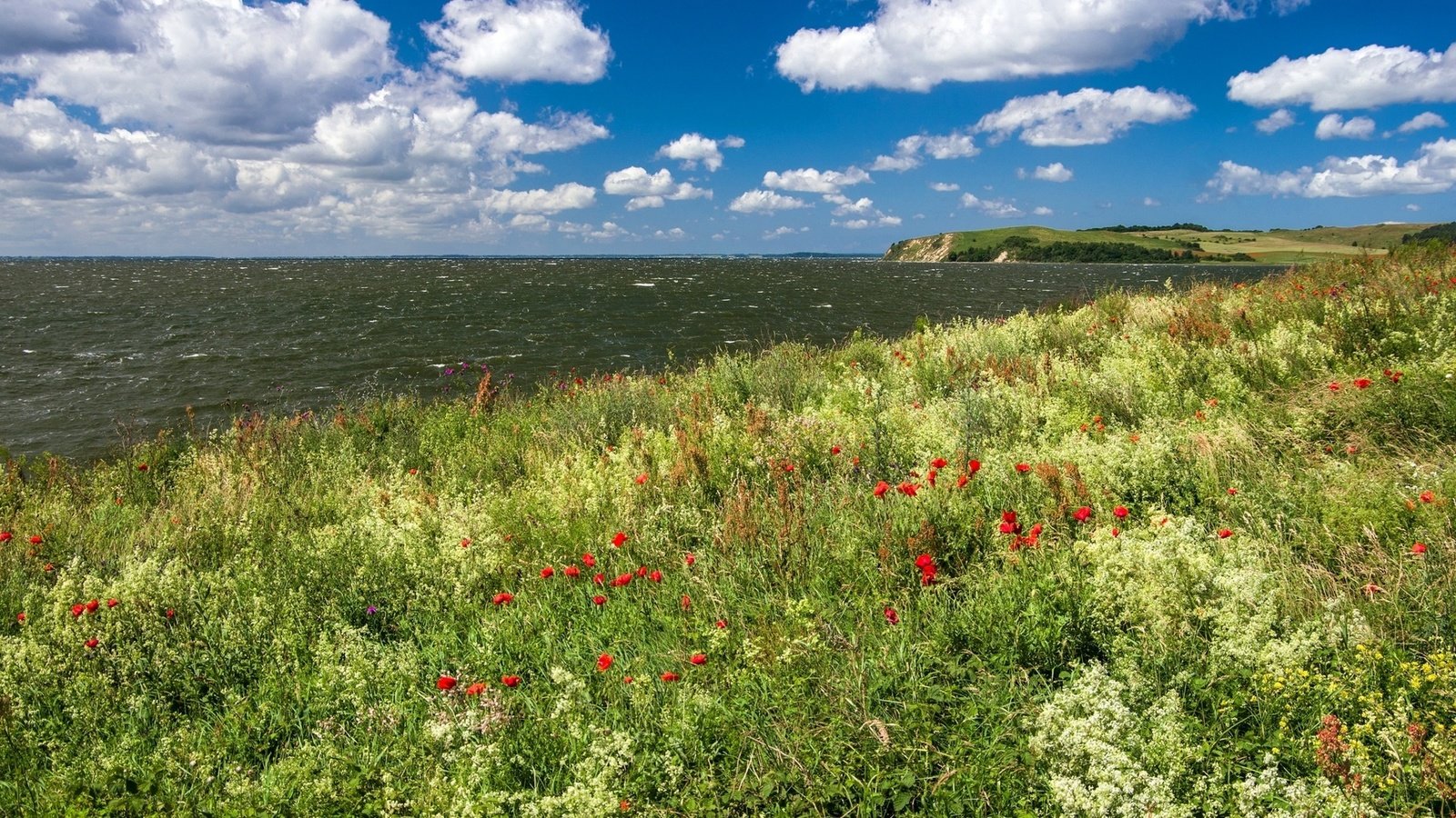 Обои небо, цветы, облака, берег, море, the sky, flowers, clouds, shore, sea разрешение 1920x1080 Загрузить