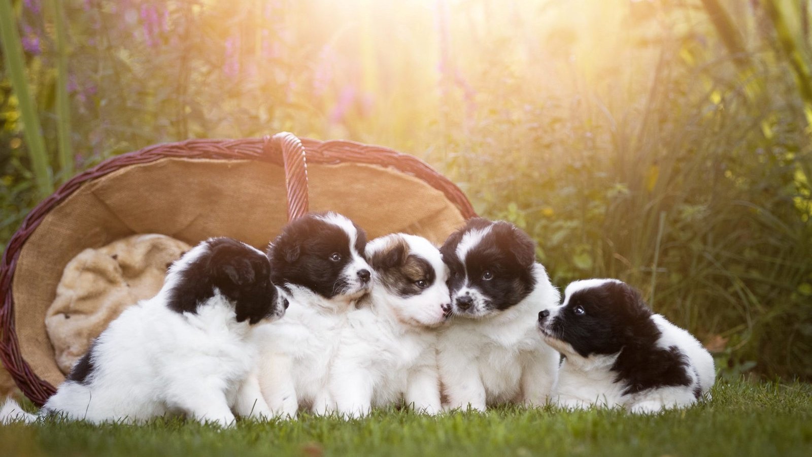 Обои корзина, щенки, собаки, московская сторожевая, birgit chytracek, basket, puppies, dogs, moscow watchdog разрешение 1920x1080 Загрузить