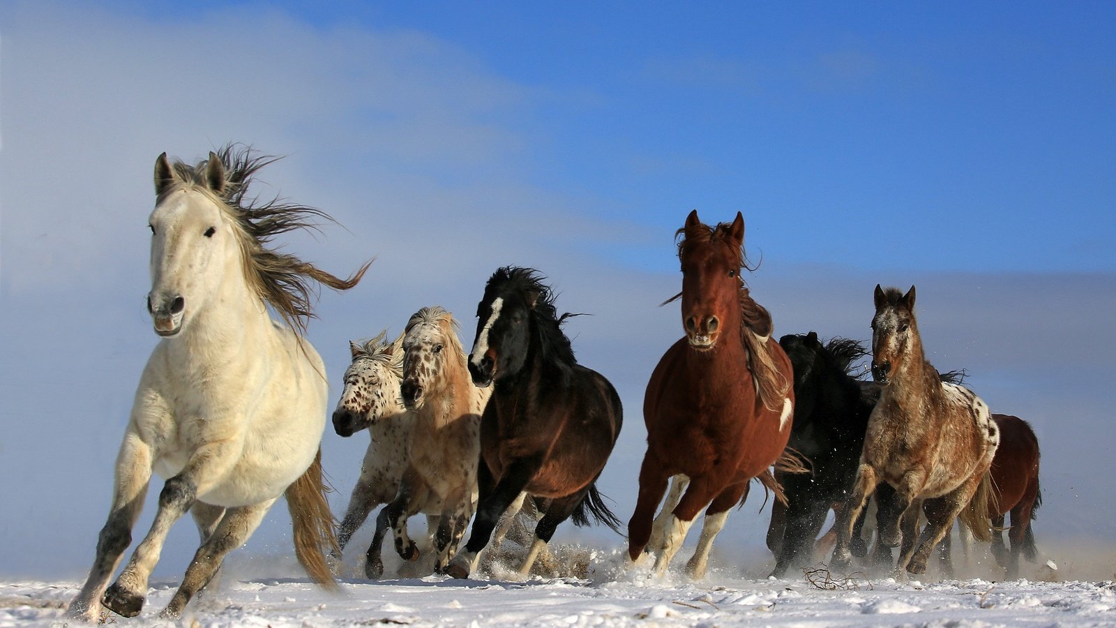 Обои небо, снег, природа, животные, лошади, кони, грива, бег, the sky, snow, nature, animals, horse, horses, mane, running разрешение 2048x1463 Загрузить
