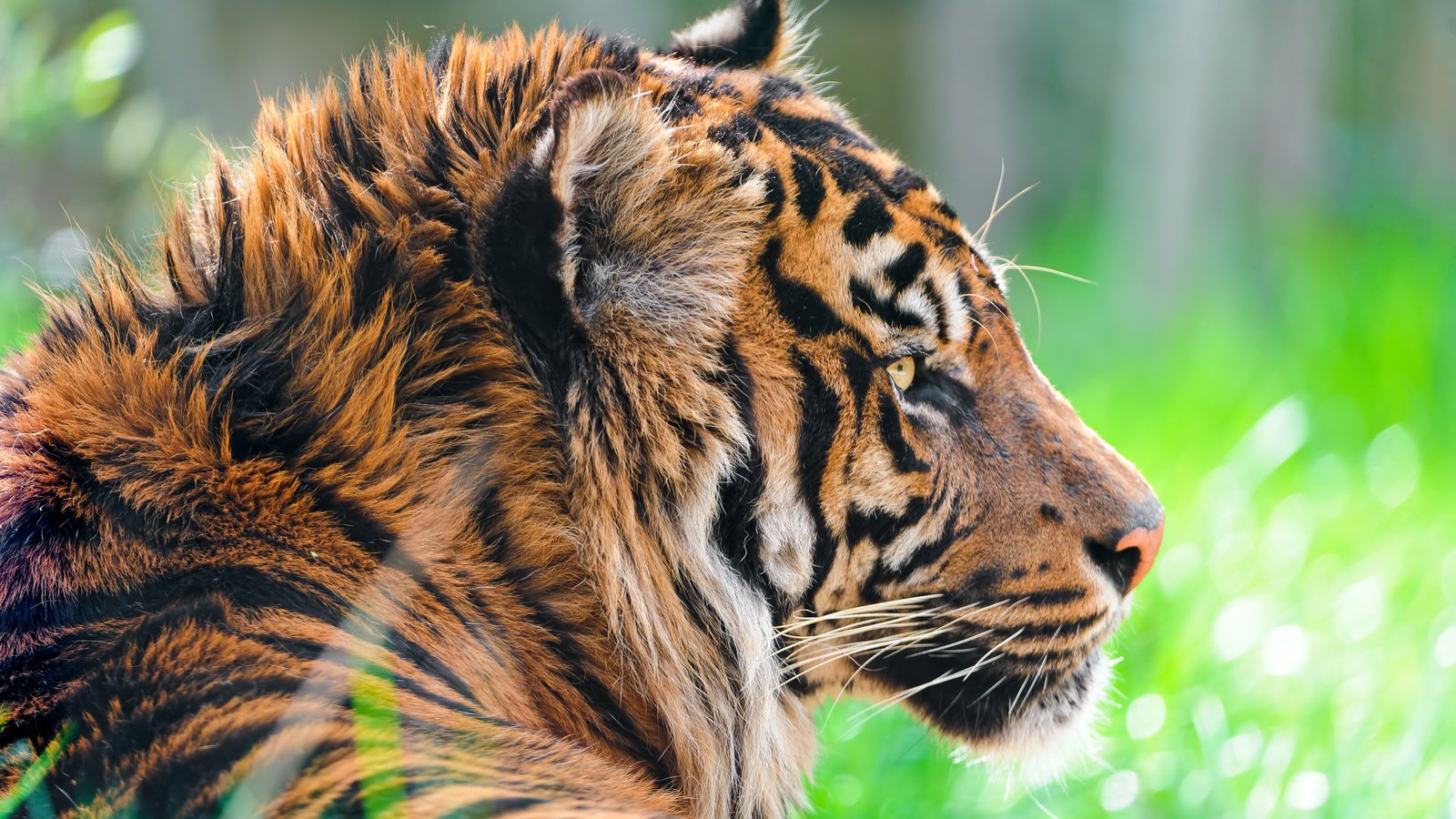 Обои тигр, морда, взгляд, хищник, профиль, дикая кошка, суматранский, tiger, face, look, predator, profile, wild cat, sumatran разрешение 4256x2832 Загрузить