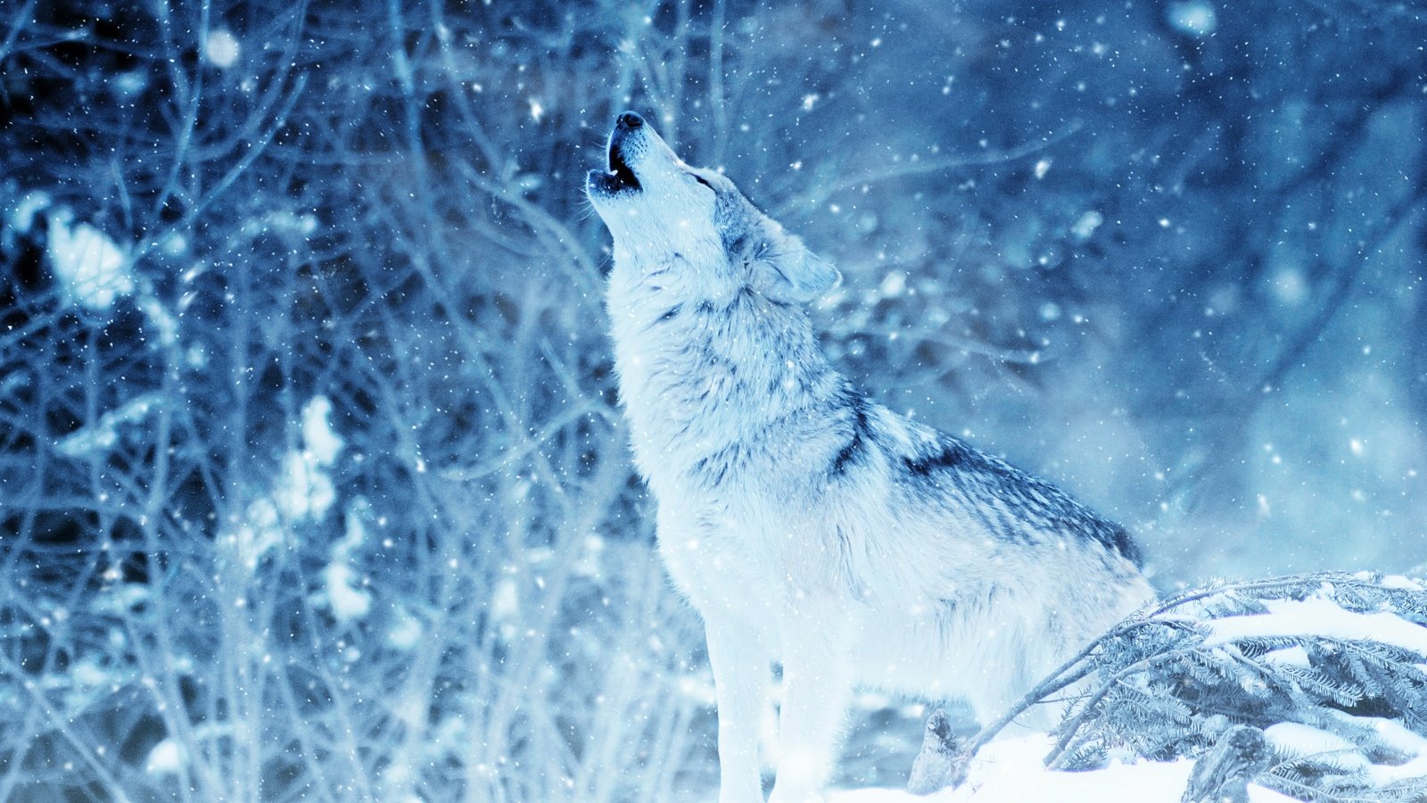Обои снег, природа, лес, зима, волк, вой, снегопад, snow, nature, forest, winter, wolf, howl, snowfall разрешение 3000x2000 Загрузить
