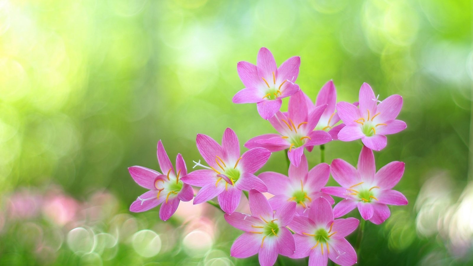 Обои блики, розовые цветы, боке, зефирантес, glare, pink flowers, bokeh, zephyranthes разрешение 2048x1433 Загрузить