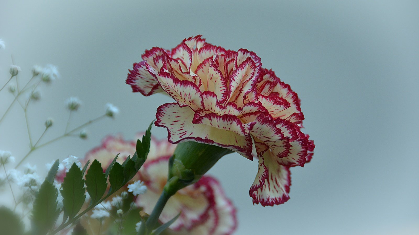 Обои цветы, цветок, гвоздика, гипсофила, flowers, flower, carnation, gypsophila разрешение 6000x4000 Загрузить