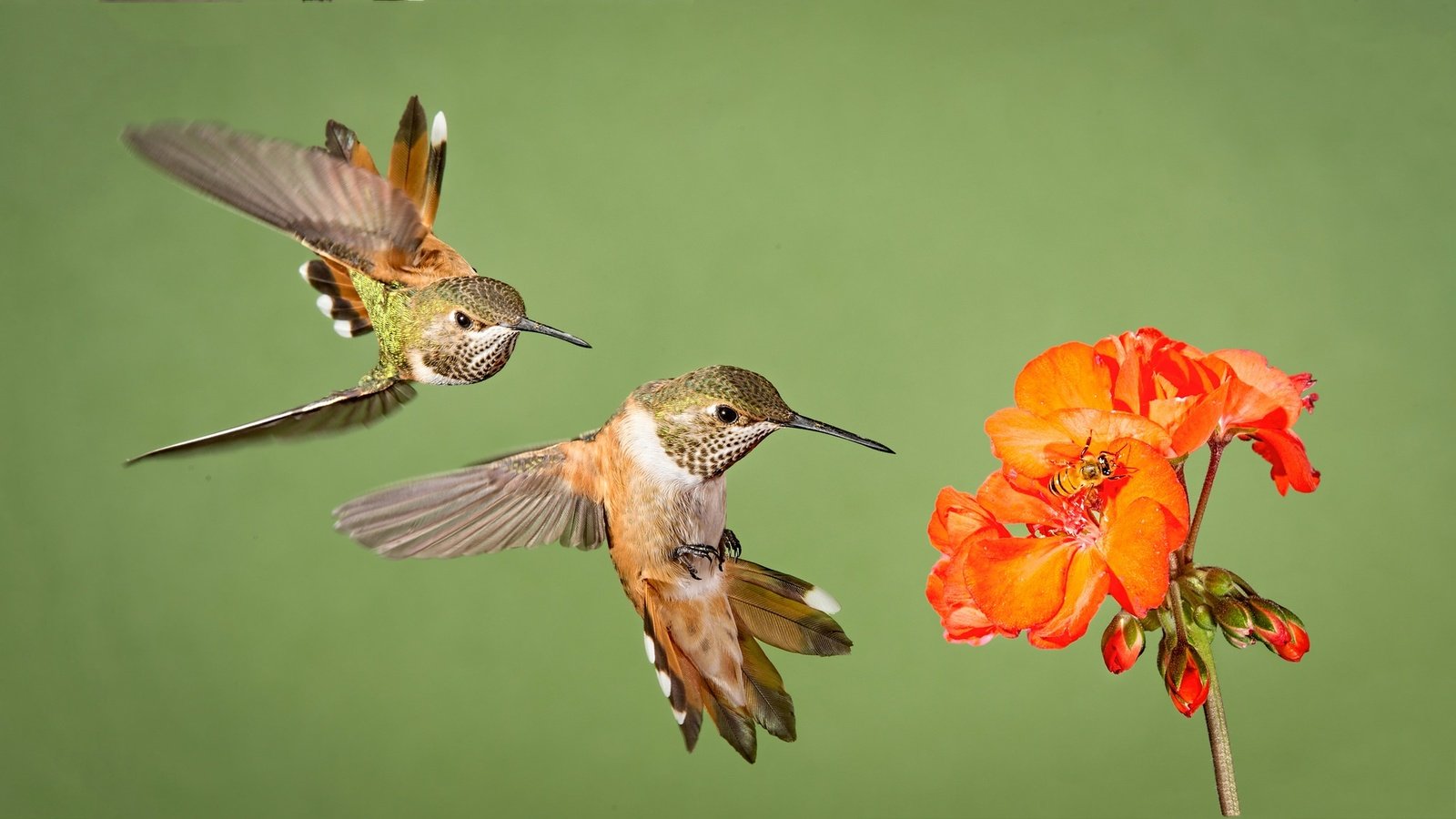 Обои цветок, крылья, птицы, клюв, перья, колибри, flower, wings, birds, beak, feathers, hummingbird разрешение 2048x1152 Загрузить