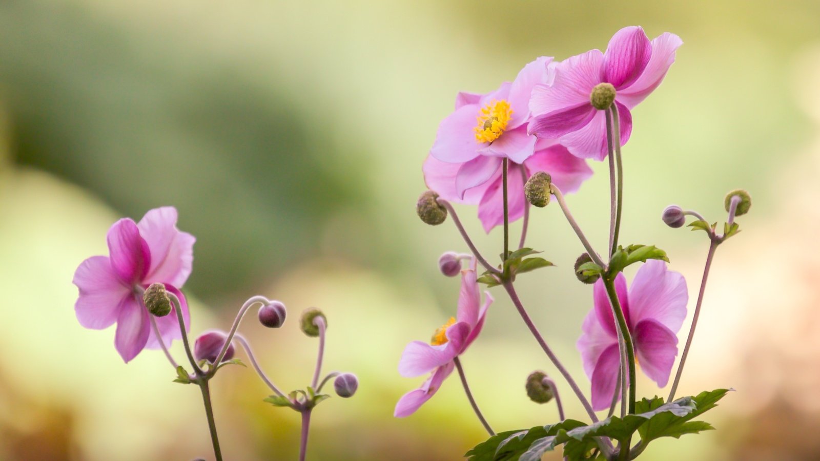 Обои цветок, лепестки, розовый, боке, японский анемон, анемон, flower, petals, pink, bokeh, japanese anemone, anemone разрешение 2400x1600 Загрузить