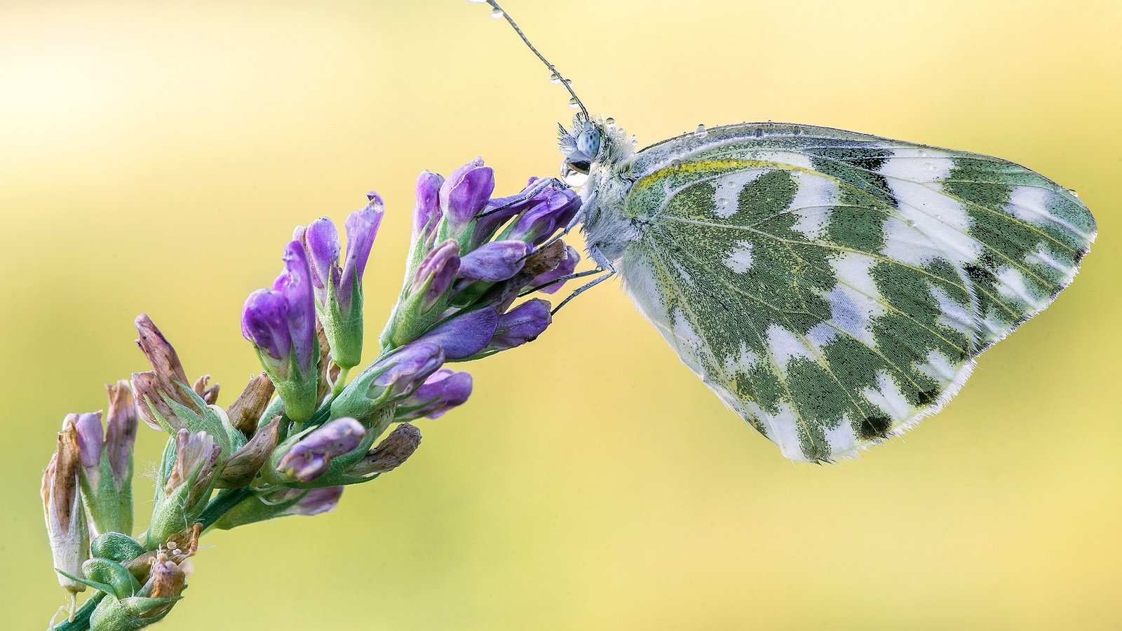 Обои цветы, макро, насекомое, бабочка, крылья, белянка, flowers, macro, insect, butterfly, wings, belyanka разрешение 2048x1365 Загрузить