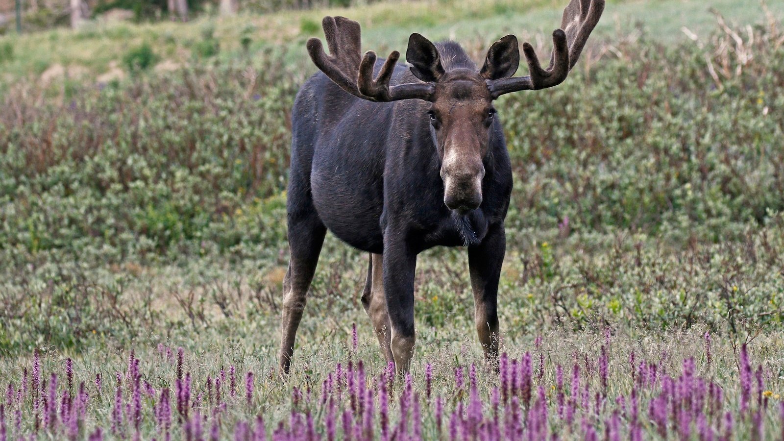 Обои цветы, трава, природа, рога, лось, flowers, grass, nature, horns, moose разрешение 2048x1362 Загрузить