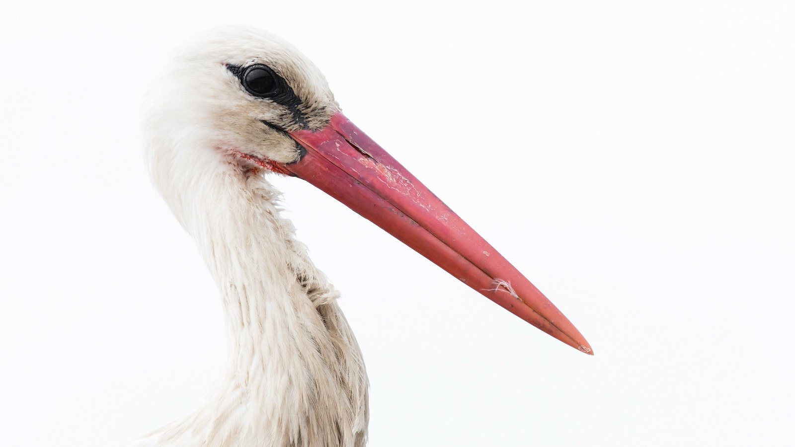 Обои фон, белый, птица, клюв, перья, белый фон, аист, background, white, bird, beak, feathers, white background, stork разрешение 2400x1490 Загрузить