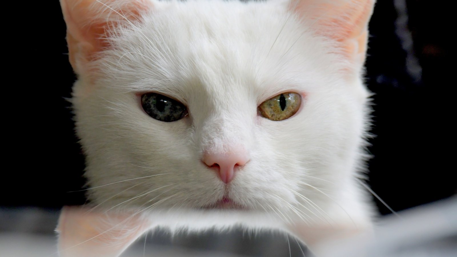 Обои глаза, кот, мордочка, усы, кошка, взгляд, белый, разные глаза, eyes, cat, muzzle, mustache, look, white, different eyes разрешение 5255x3365 Загрузить