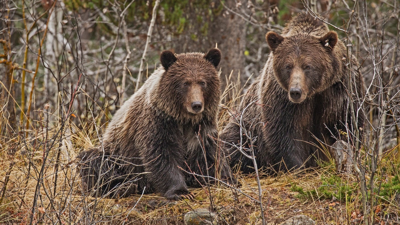 Обои лес, ветки, пара, медведи, forest, branches, pair, bears разрешение 4000x2702 Загрузить