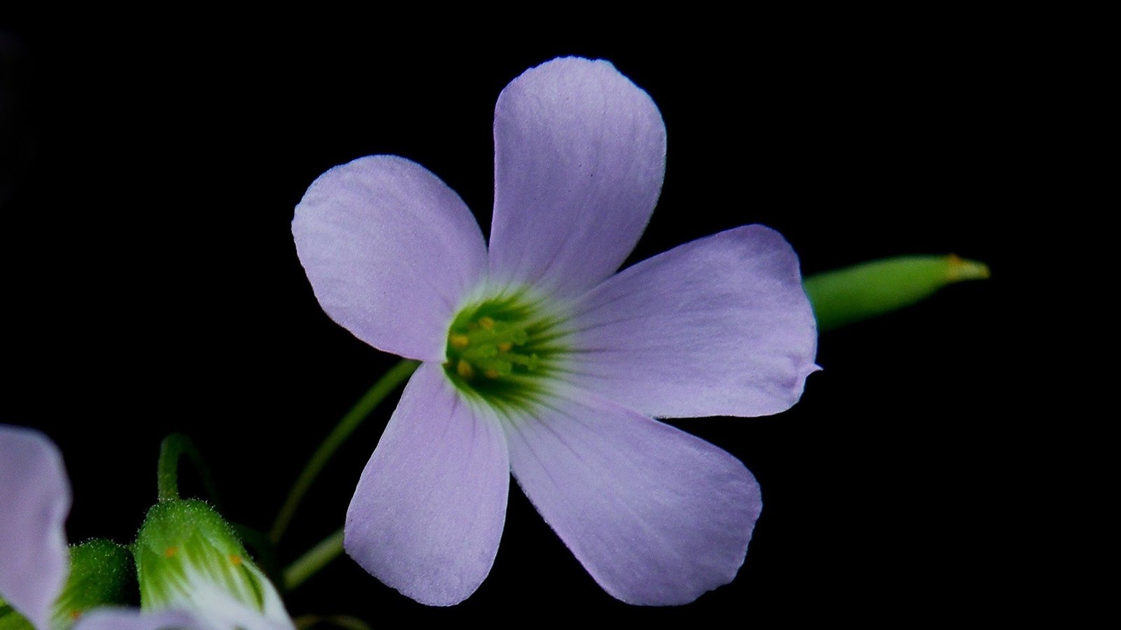 Обои макро, фон, цветок, лепестки, кислица, macro, background, flower, petals, oxalis разрешение 2048x1246 Загрузить