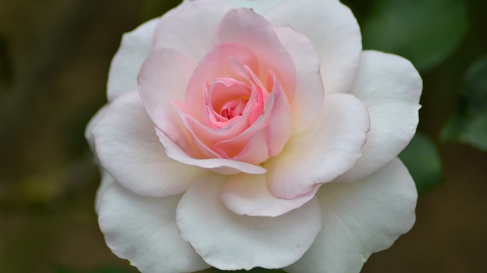 Обои макро, цветок, роза, лепестки, бутон, розовый, macro, flower, rose, petals, bud, pink разрешение 3456x2304 Загрузить