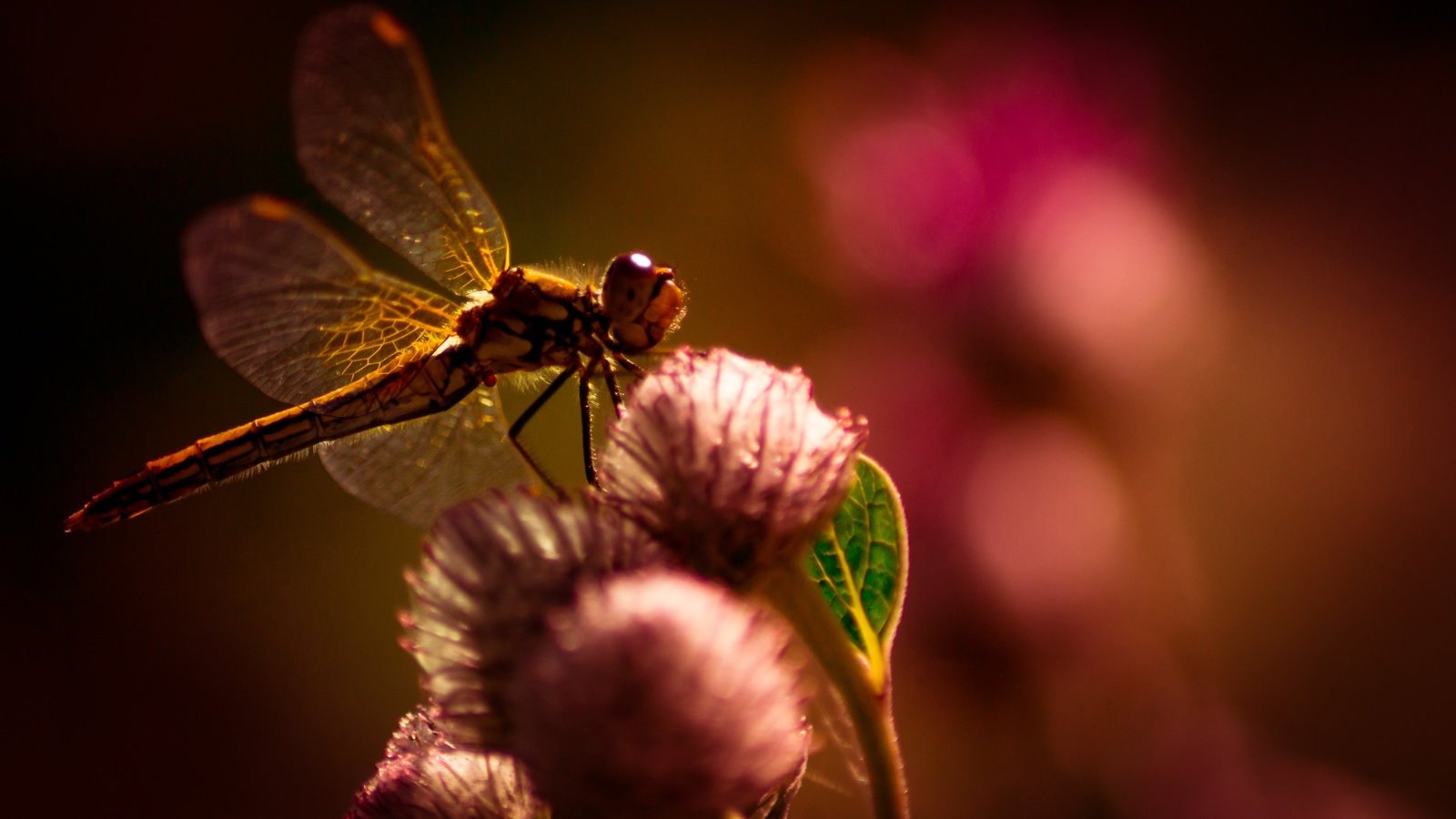 Обои цветы, макро, насекомое, крылья, размытость, стрекоза, flowers, macro, insect, wings, blur, dragonfly разрешение 4445x2804 Загрузить
