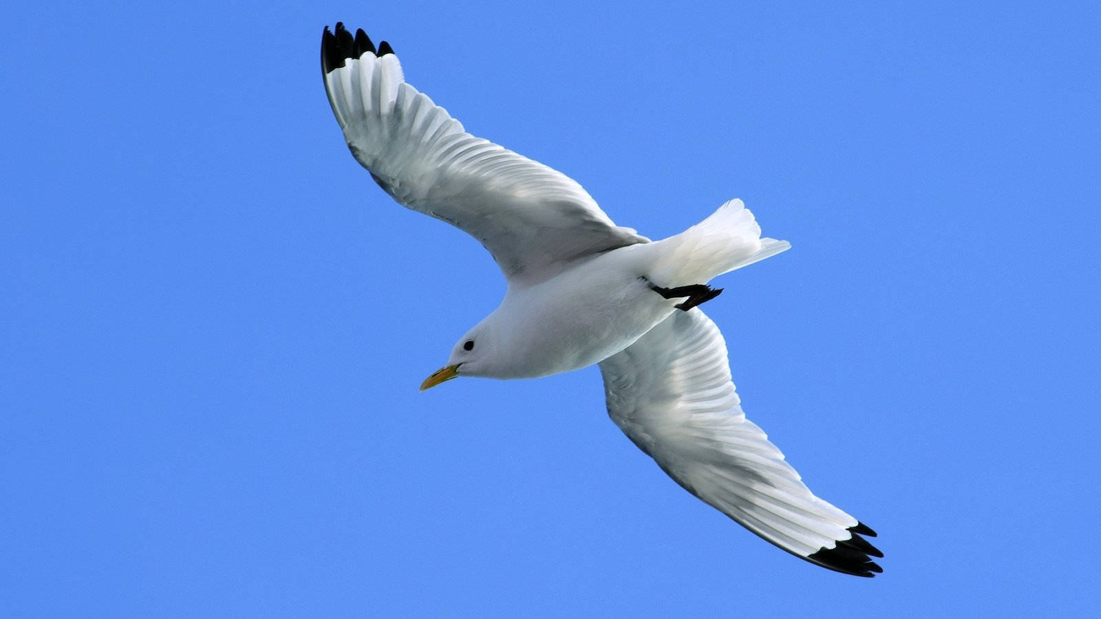 Обои небо, полет, крылья, чайка, птица, синева, the sky, flight, wings, seagull, bird, blue разрешение 3000x1987 Загрузить