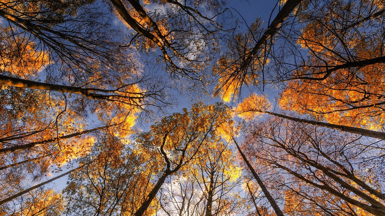 Обои небо, деревья, листья, стволы, осень, the sky, trees, leaves, trunks, autumn разрешение 2048x1255 Загрузить