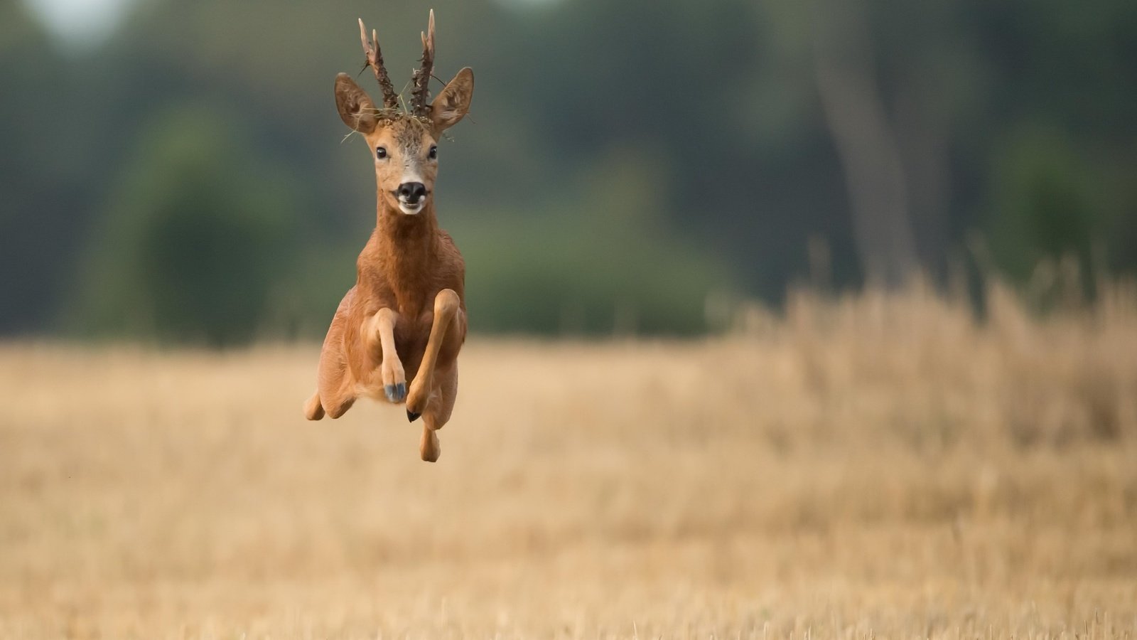 Обои олень, полет, поле, рога, бег, deer, flight, field, horns, running разрешение 2048x1294 Загрузить