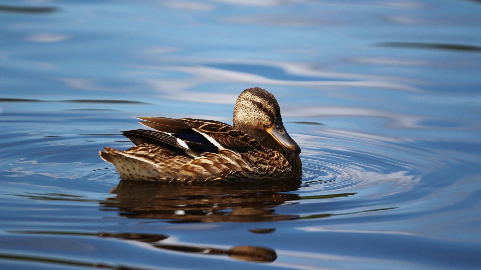 Обои озеро, птица, клюв, перья, озёра, утка, кряква, уточка, lake, bird, beak, feathers, duck, mallard разрешение 1920x1280 Загрузить