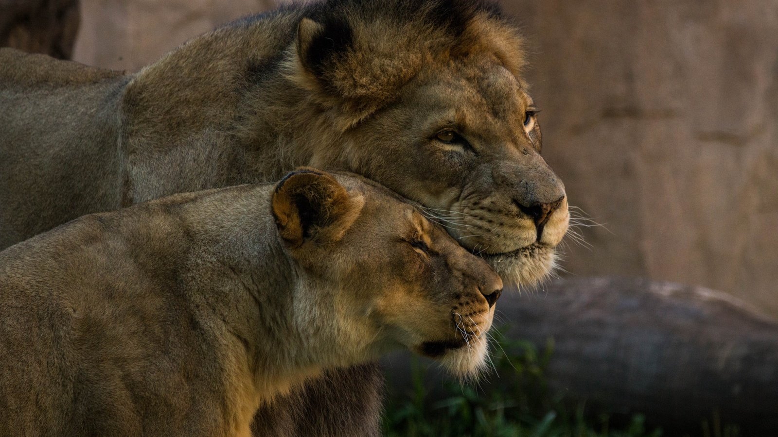 Обои пара, львы, нежность, дикие кошки, лев, львица, pair, lions, tenderness, wild cats, leo, lioness разрешение 5472x3396 Загрузить