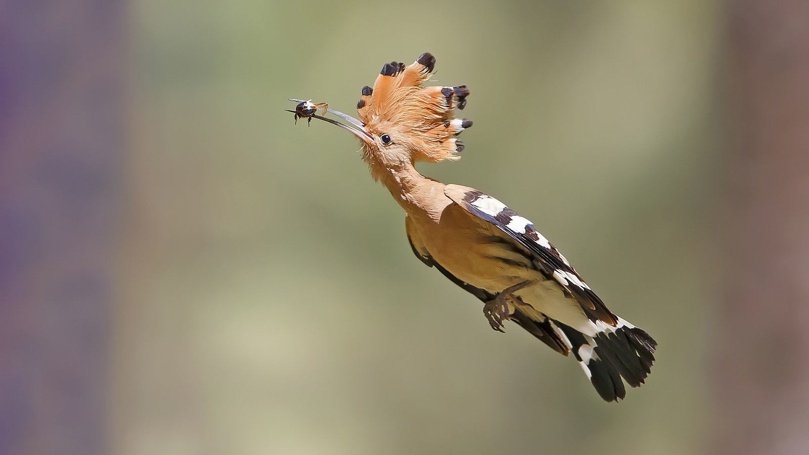 Обои полет, птица, клюв, перья, удод, flight, bird, beak, feathers, hoopoe разрешение 2500x1824 Загрузить