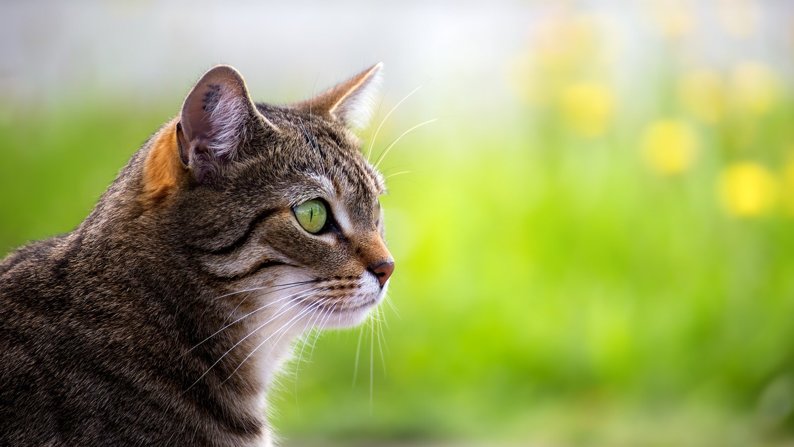 Обои портрет, кот, мордочка, усы, кошка, взгляд, профиль, portrait, cat, muzzle, mustache, look, profile разрешение 5472x3648 Загрузить