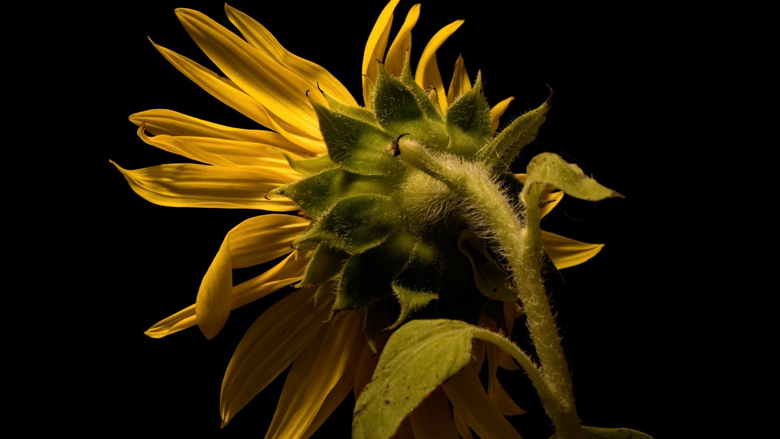 Обои природа, лепестки, подсолнух, черный фон, стебель, nature, petals, sunflower, black background, stem разрешение 6130x3798 Загрузить