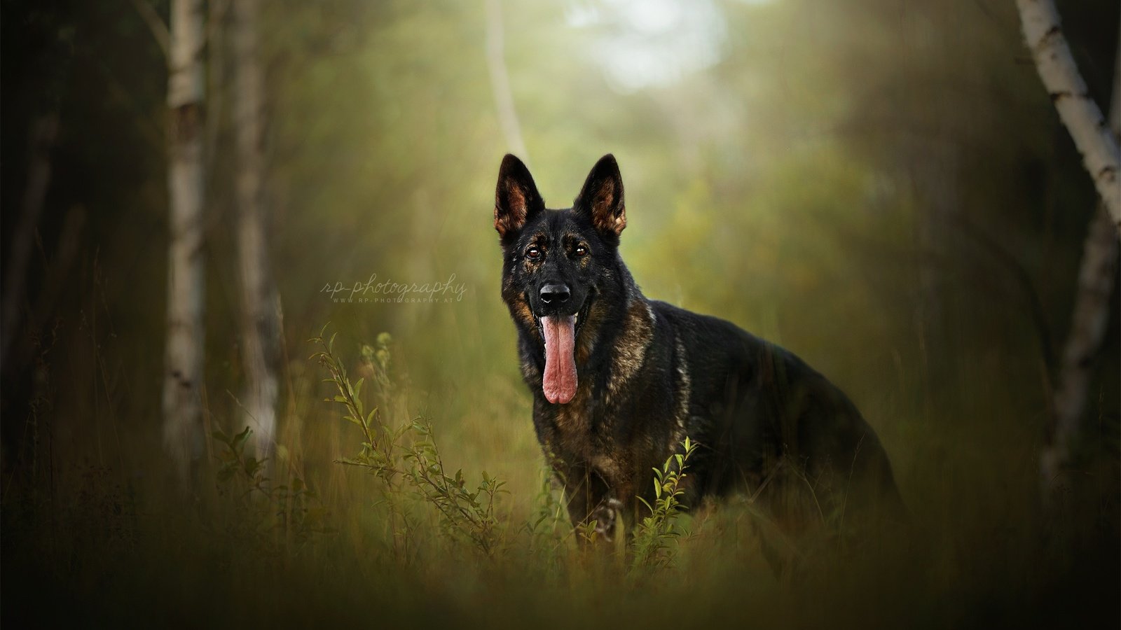 Обои природа, березы, собака, друг, язык, немецкая овчарка, nature, birch, dog, each, language, german shepherd разрешение 2048x1337 Загрузить