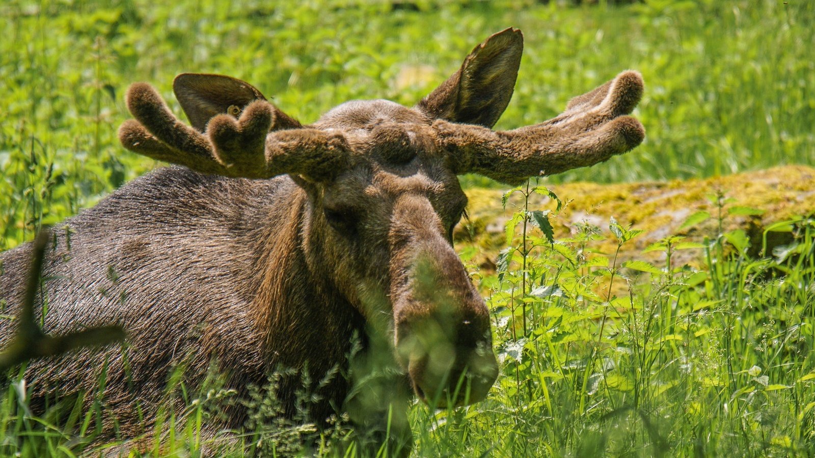 Обои морда, трава, взгляд, рога, лось, face, grass, look, horns, moose разрешение 2048x1365 Загрузить