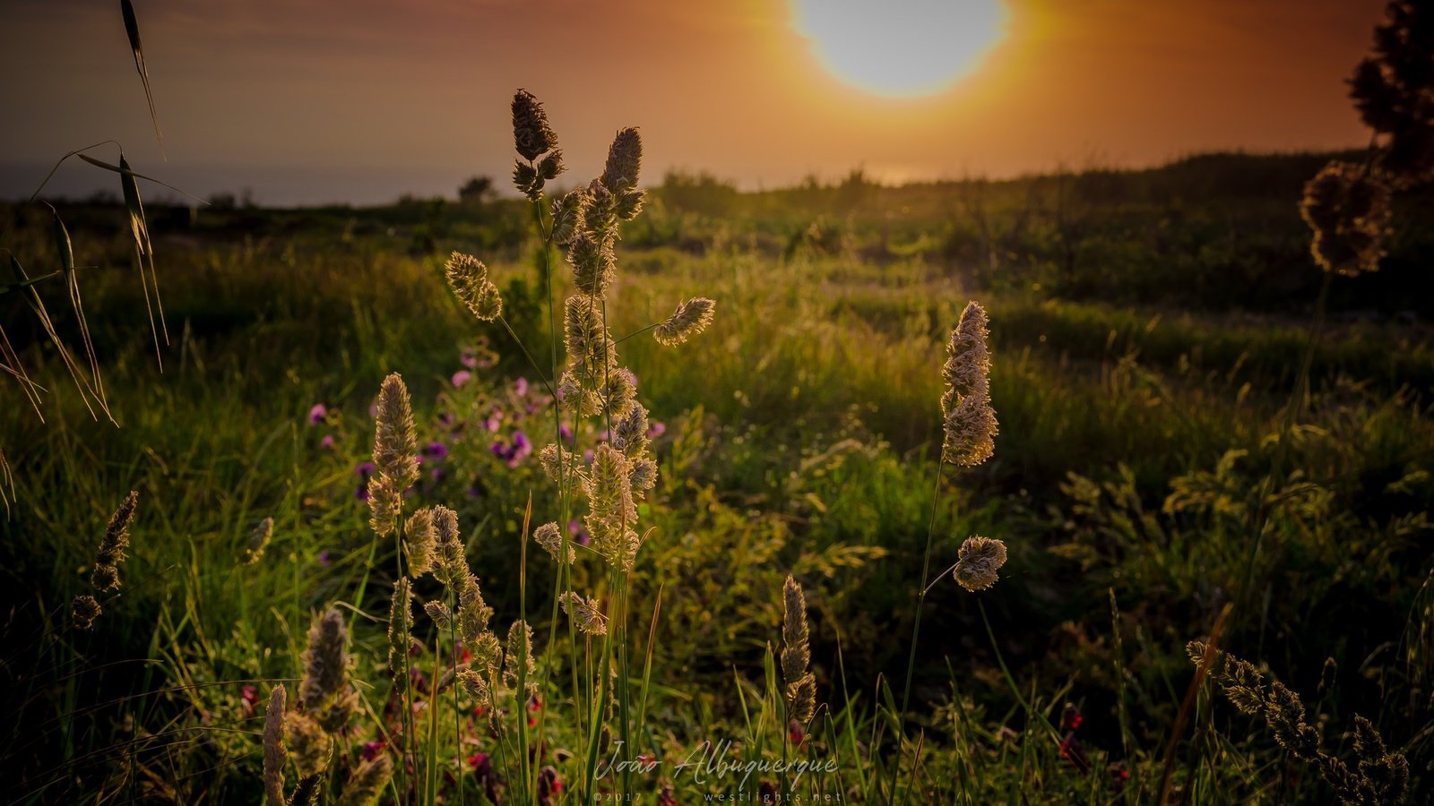 Обои небо, трава, солнце, природа, закат, горизонт, колоски, полевые цветы, the sky, grass, the sun, nature, sunset, horizon, spikelets, wildflowers разрешение 2048x1289 Загрузить