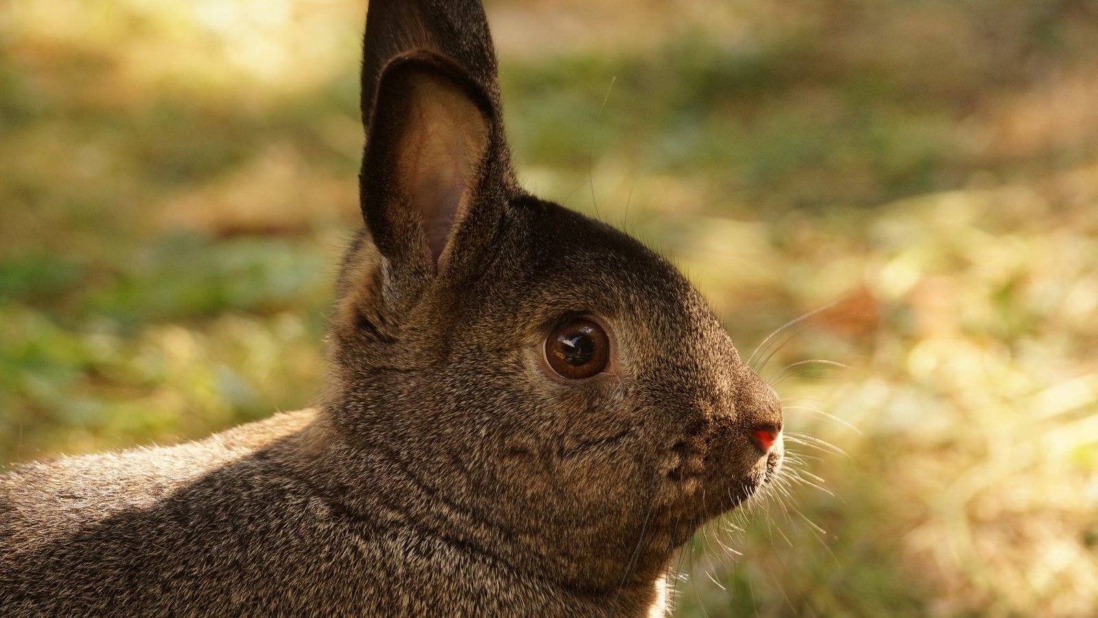 Обои трава, мордочка, взгляд, ушки, кролик, заяц, grass, muzzle, look, ears, rabbit, hare разрешение 2048x1365 Загрузить