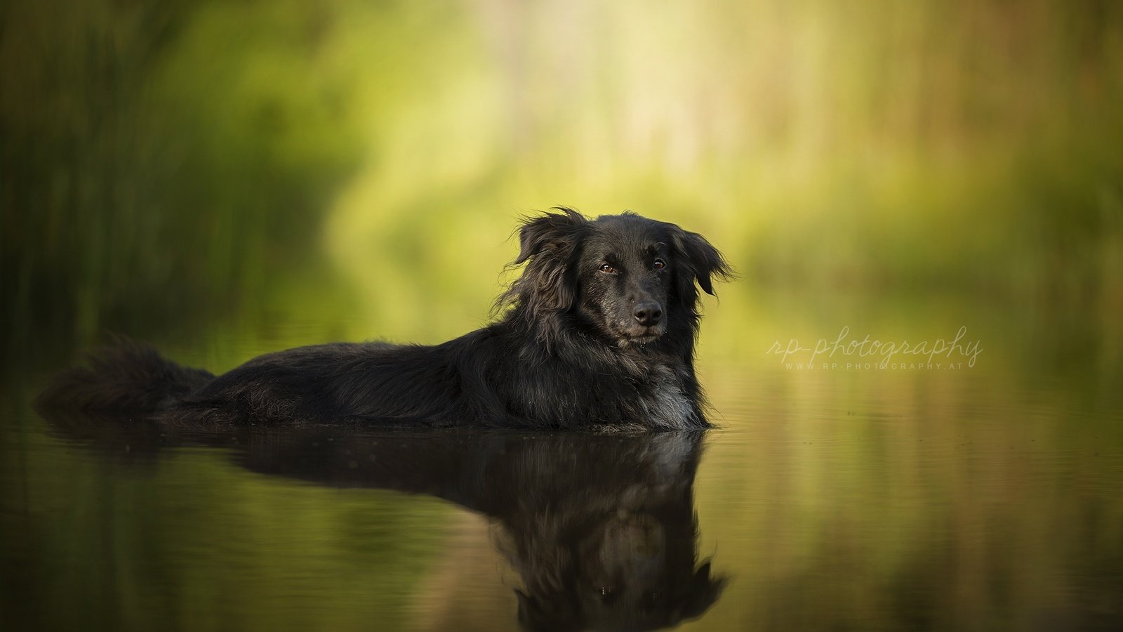 Обои вода, отражение, мордочка, лето, взгляд, собака, друг, ретривер, water, reflection, muzzle, summer, look, dog, each, retriever разрешение 2048x1321 Загрузить