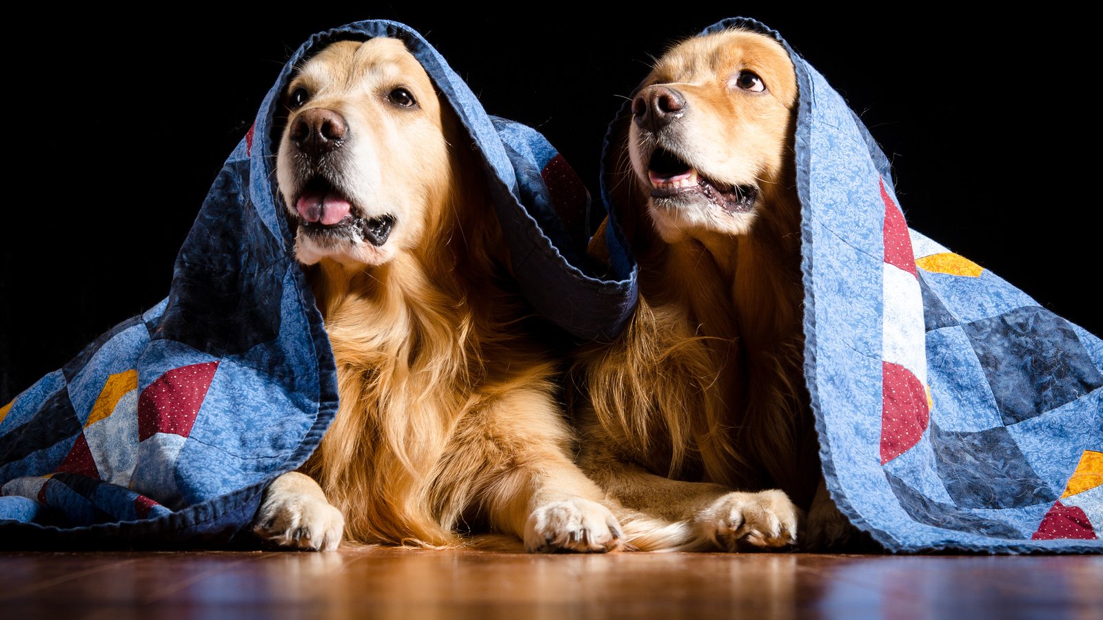 Обои одеяло, собаки, золотистый ретривер, голден ретривер, kathleen m. fischer, blanket, dogs, golden retriever разрешение 3840x2400 Загрузить