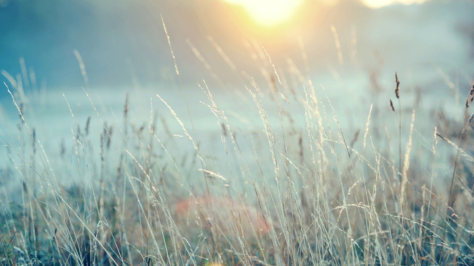 Обои трава, зима, макро, иней, grass, winter, macro, frost разрешение 2560x1600 Загрузить