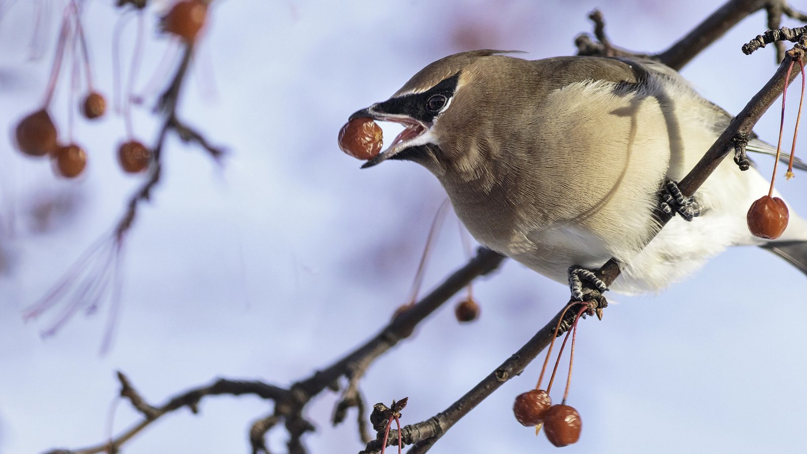 Обои ветка, зима, птица, клюв, ягоды, перья, свиристель, françois légaré, branch, winter, bird, beak, berries, feathers, the waxwing разрешение 1920x1200 Загрузить