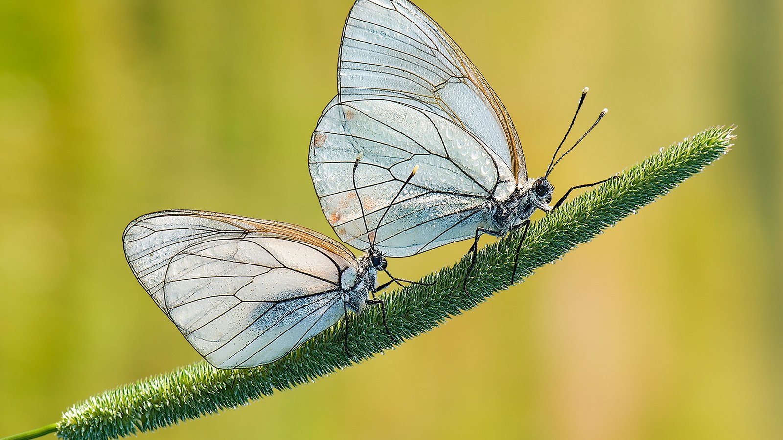 Обои трава, природа, фон, крылья, насекомые, бабочки, растение, davide lopresti, grass, nature, background, wings, insects, butterfly, plant разрешение 1920x1280 Загрузить