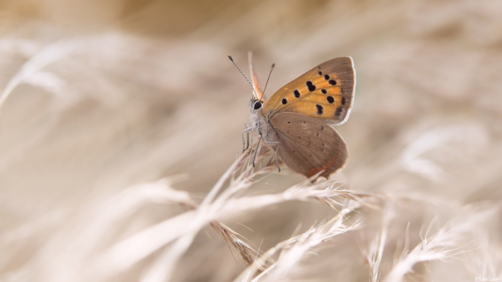 Обои трава, насекомое, бабочка, крылья, grass, insect, butterfly, wings разрешение 2048x1152 Загрузить