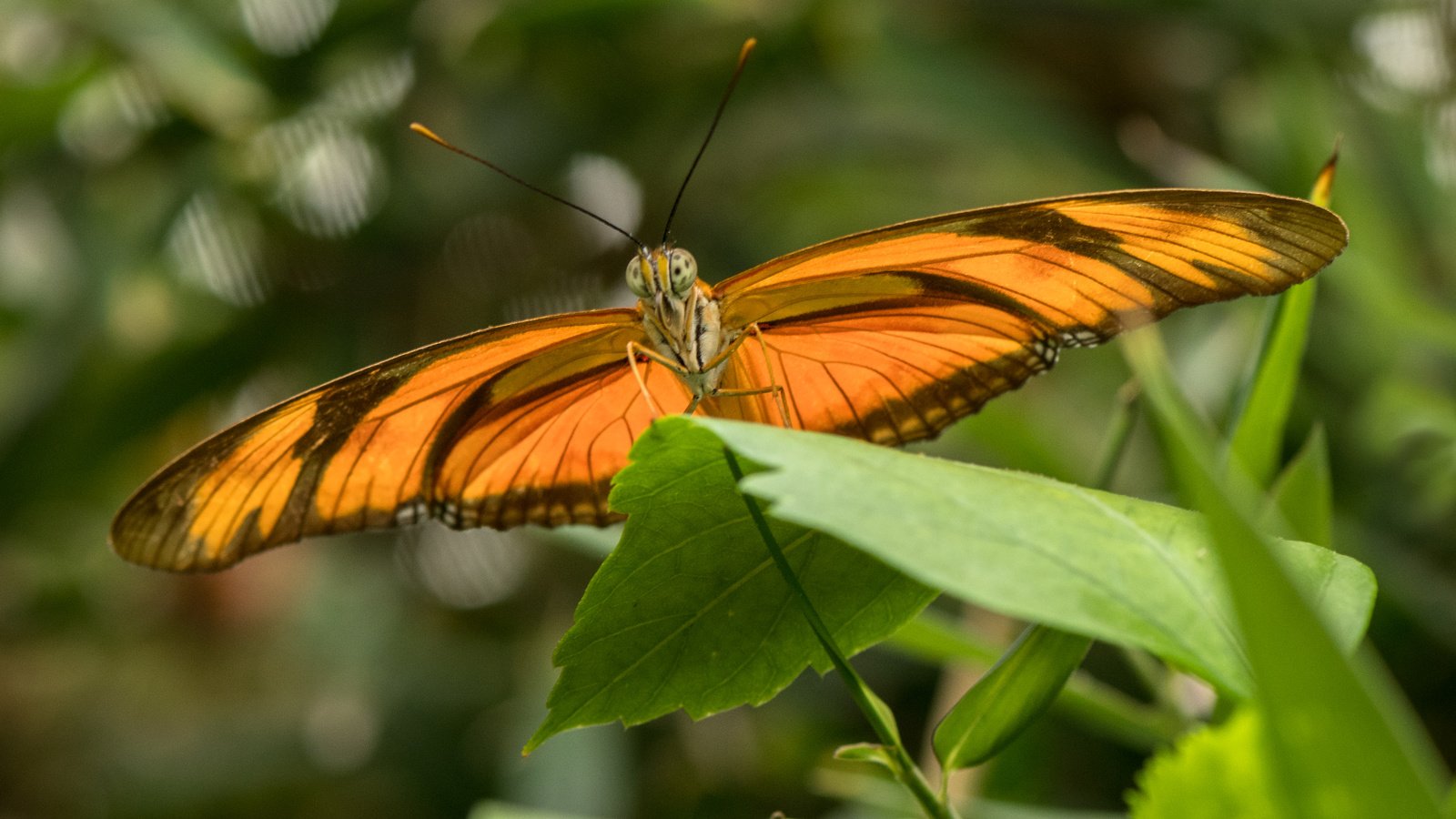 Обои растения, листья, насекомое, бабочка, крылья, lynn griffiths, plants, leaves, insect, butterfly, wings разрешение 4453x2969 Загрузить