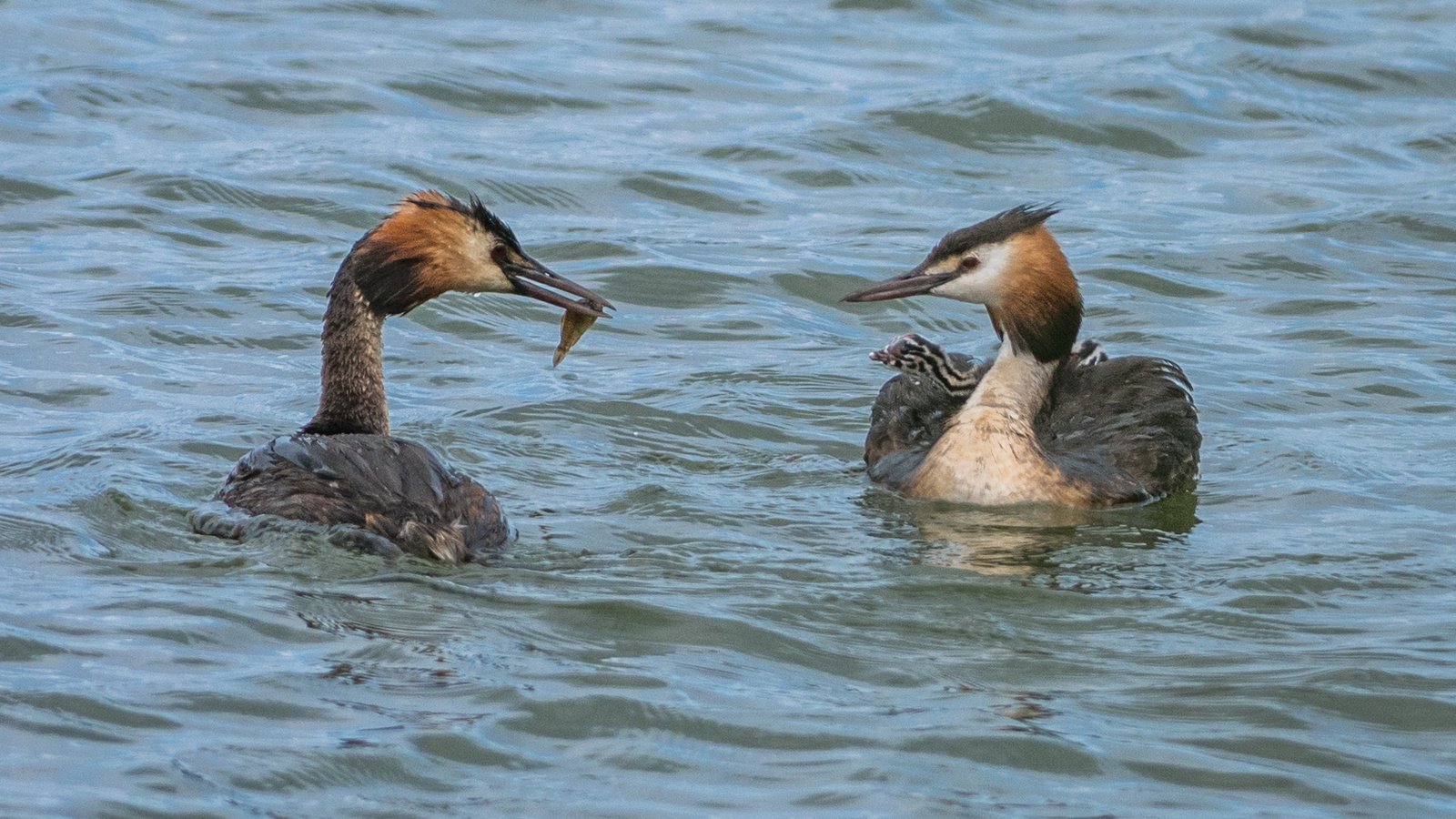 Обои вода, птицы, большая поганка, чомга, поганка, lynn griffiths, water, birds, great crested grebe, the great crested grebe, toadstool разрешение 2036x1359 Загрузить