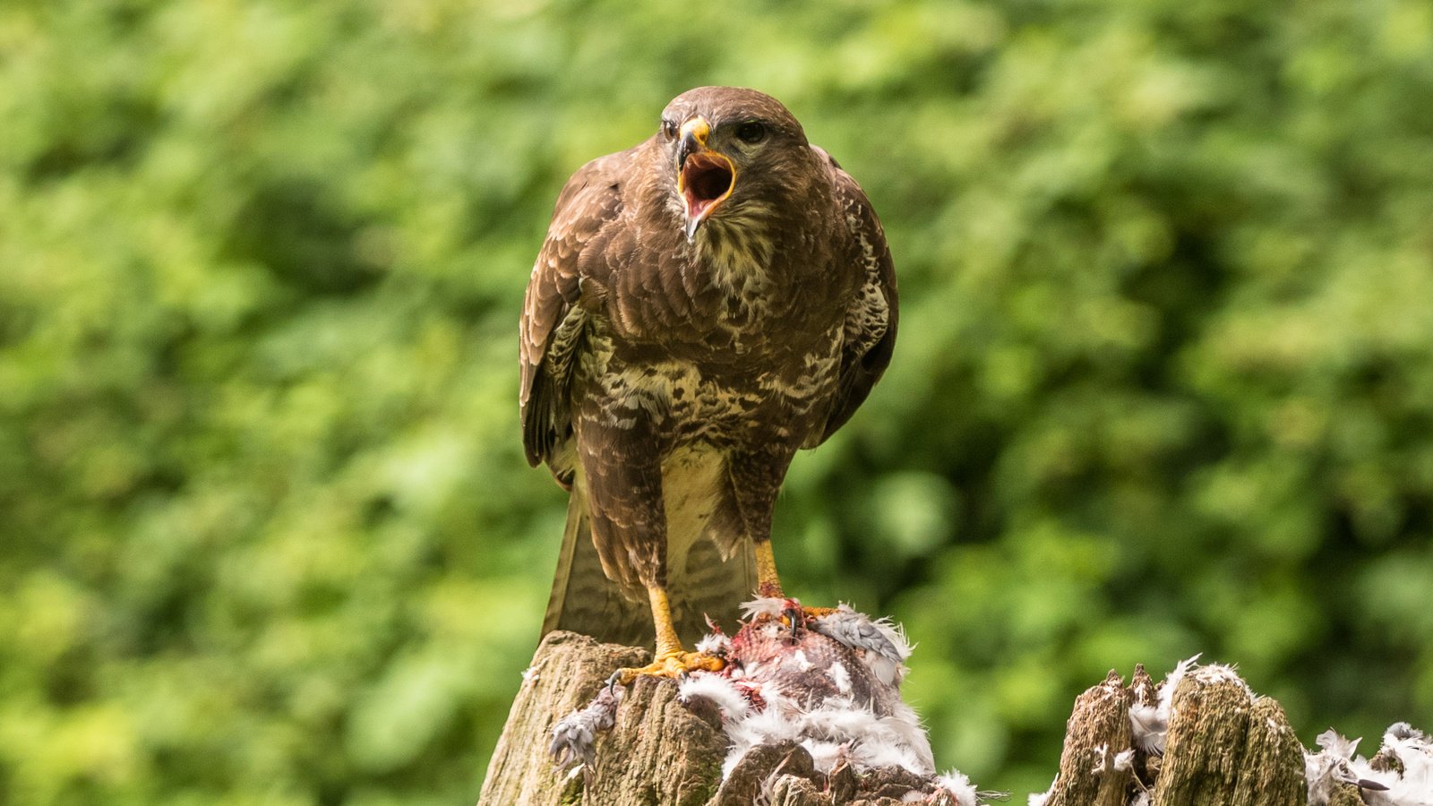 Обои птица, клюв, перья, пень, канюк, lynn griffiths, хищная птица, bird, beak, feathers, stump, buzzard, bird of prey разрешение 2509x1675 Загрузить