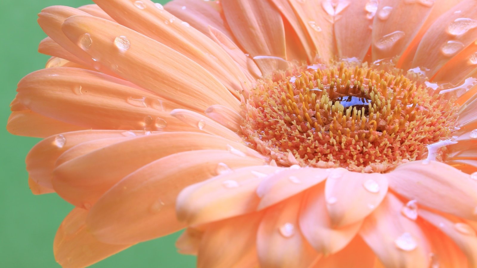 Обои макро, капли, лепестки, гербера, macro, drops, petals, gerbera разрешение 2048x1365 Загрузить