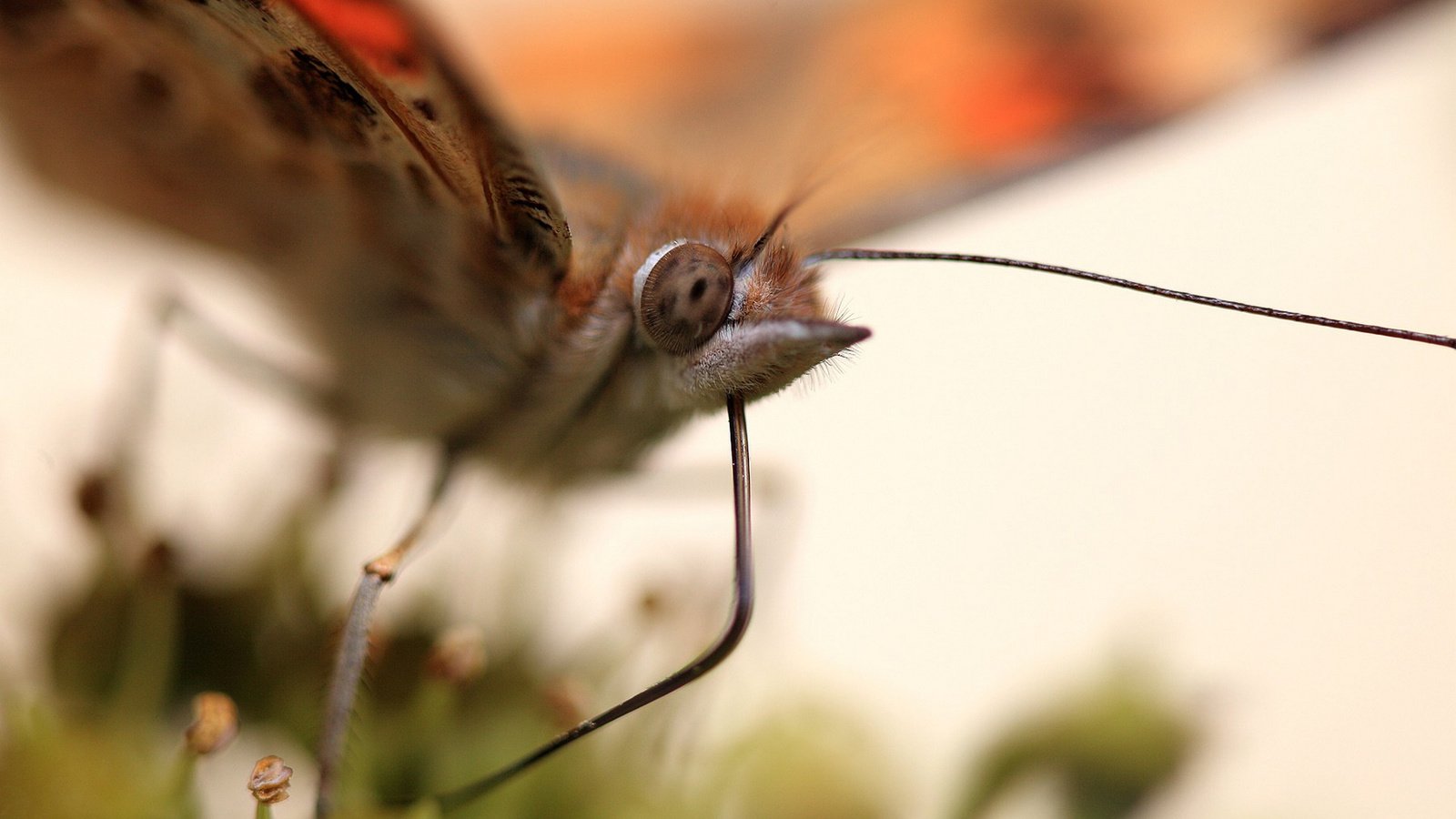 Обои макро, насекомое, бабочка, крылья, macro, insect, butterfly, wings разрешение 1920x1146 Загрузить