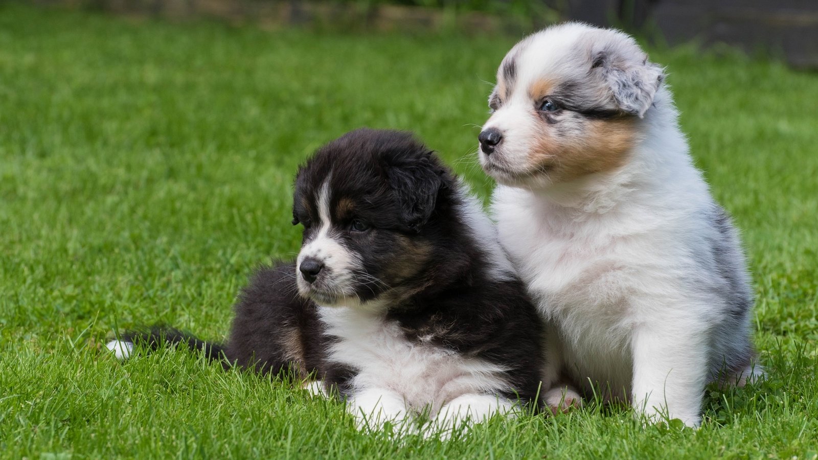 Обои трава, щенки, собаки, австралийская овчарка, аусси, grass, puppies, dogs, australian shepherd, aussie разрешение 2880x1800 Загрузить