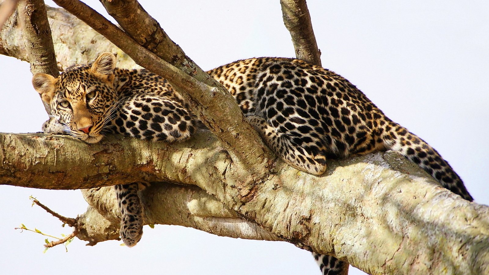 Обои дерево, взгляд, леопард, хищник, отдых, tree, look, leopard, predator, stay разрешение 1920x1200 Загрузить